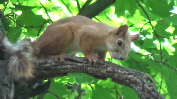 Eichhörnchen läuft auf Holz — Stockvideo