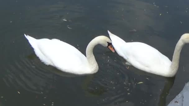 Paar weißer Schwäne, die auf dem Fluss treiben — Stockvideo