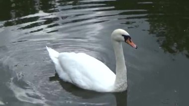 Nehirde yüzen beyaz kuğu