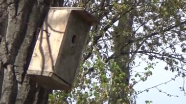 Bir serçe kuş yuvası dışarı uçtu