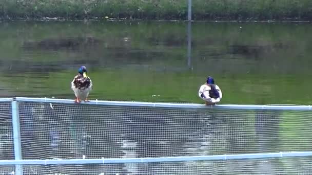 Zwei Enten sitzen auf einem Zaun — Stockvideo