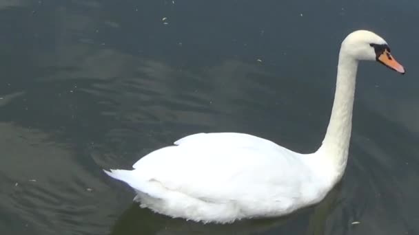Le Cygne mange les feuilles 