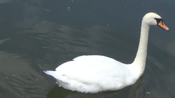 The Swan eats the leaves — Stock Video