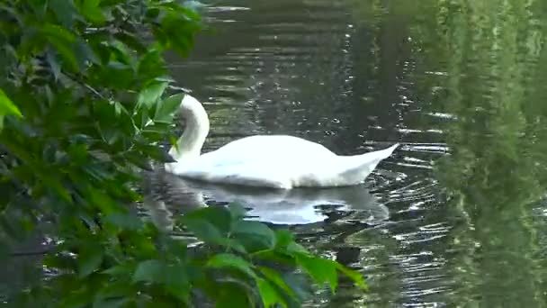 Swan zwemmen in de bomen — Stockvideo