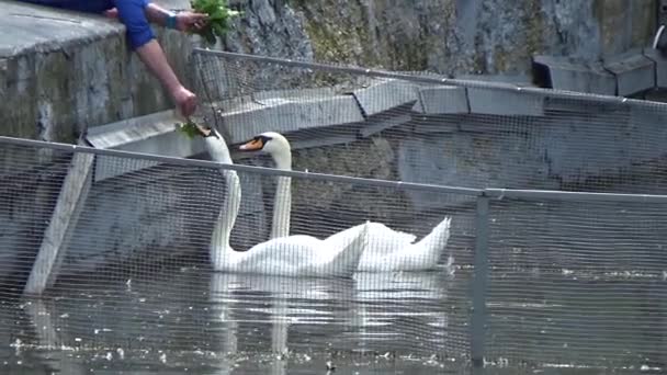 Dos cisnes alimentándose de las manos — Vídeo de stock