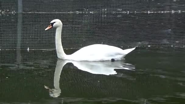 Un cisne nada cerca de la malla — Vídeos de Stock