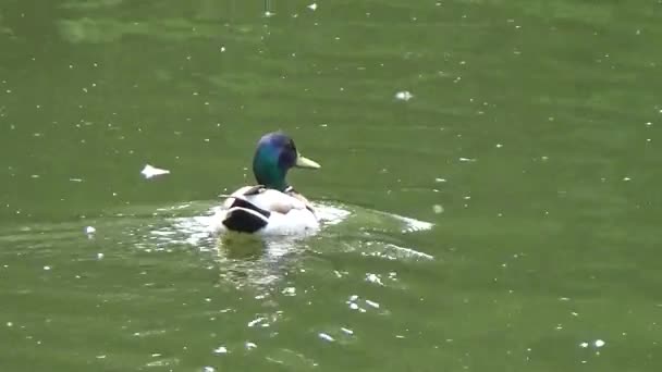 Erpel schwimmt am Zaun entlang — Stockvideo