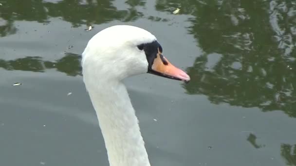 cygne blanc preening ses plumes 