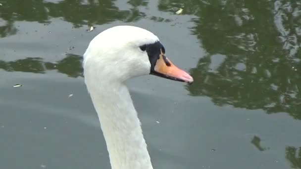 Cisne blanco acicalando sus plumas — Vídeo de stock