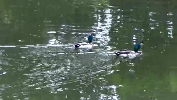 Zwei Enten schwimmen auf dem See — Stockvideo