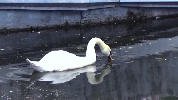 Swan zeilen langs de kust — Stockvideo