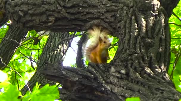 Eichhörnchen springt auf den Baum — Stockvideo