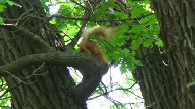 Sincap ağacı çalışır