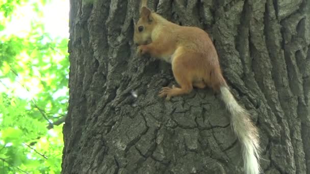 Белка сидит на дереве и ест орехи — стоковое видео