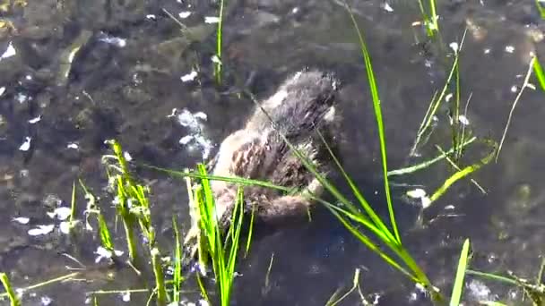 Ducks looking for food in the water — Stock Video