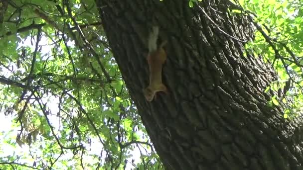 Wiewiórka w dół z drzewa — Wideo stockowe
