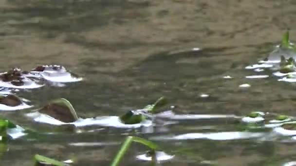 Капли воды падают в лужу — стоковое видео