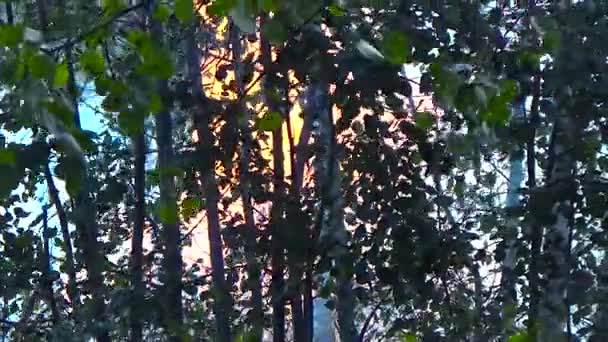 A tűz az erdőben — Stock videók