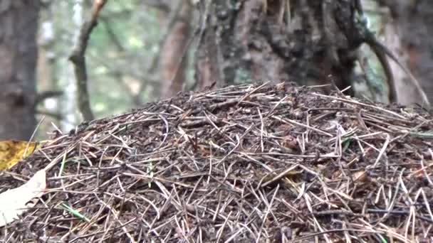 Муравьи строят муравейник — стоковое видео
