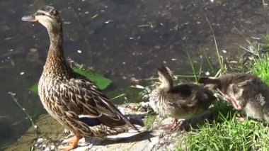 Ördek yavrusu su ile ördek