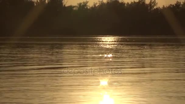 Nehri üzerinde tekne yüzen — Stok video