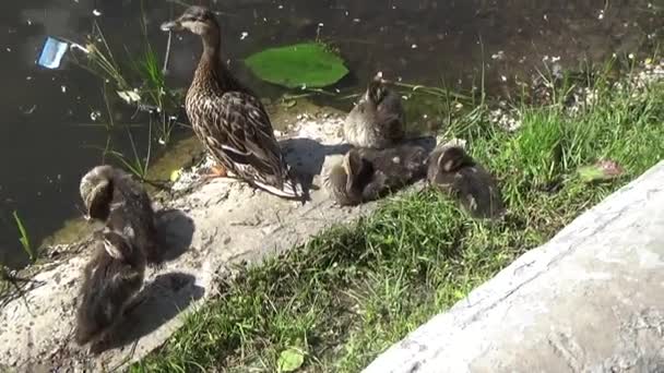 Los patitos disfrutan del sol — Vídeo de stock