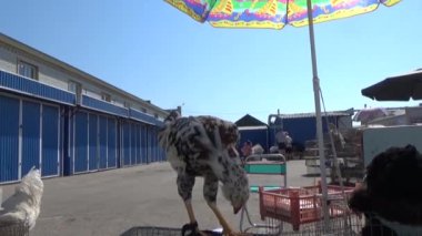 Dişi kuş kafesi üzerinde olduğunu