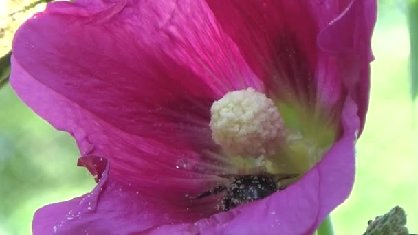 Bir çiçek pollinating bumblebee — Stok video
