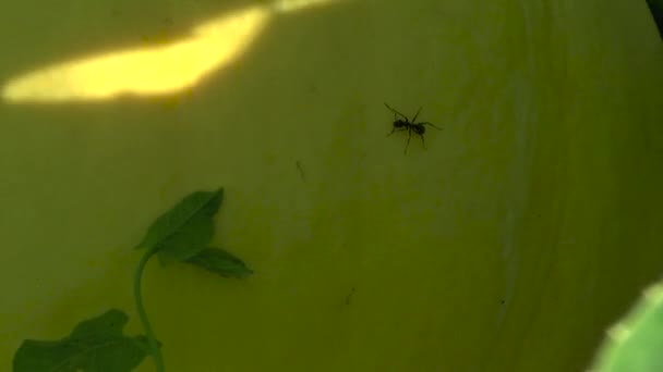 Kabak çalışan karınca — Stok video