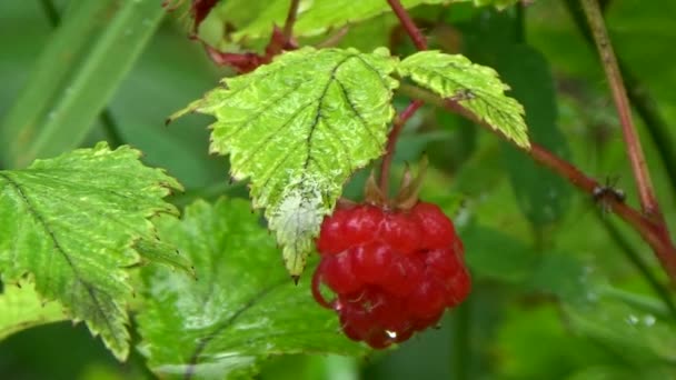 La formica si arrampicò sul lampone Bush — Video Stock