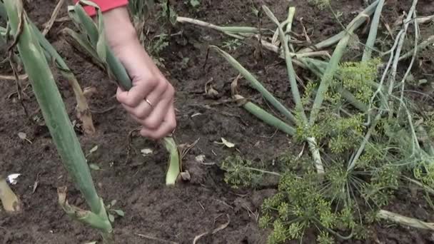 Las cebollas son removidas de la tierra — Vídeo de stock