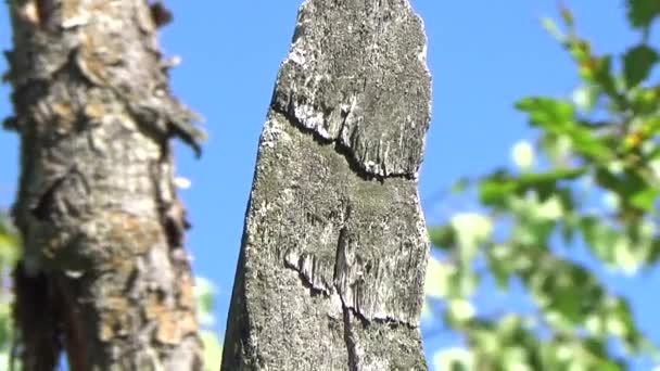 Стрекоза сидит на дереве — стоковое видео