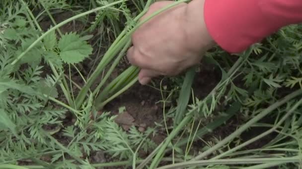 Las zanahorias son removidas de la tierra — Vídeo de stock