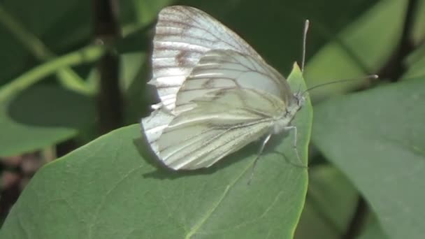 Mariposa sentada en la hoja — Vídeo de stock