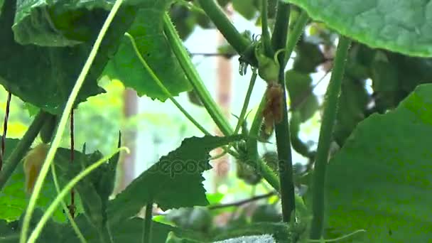 Komkommers groeien op een tak — Stockvideo