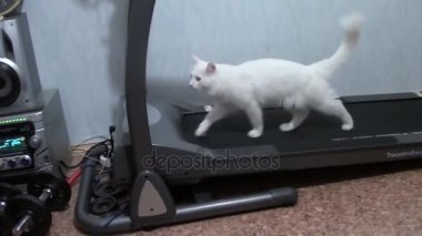 Beyaz kedi yolda olduğunu