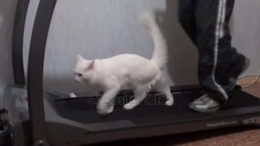 Beyaz kedi ve koşu bandı üzerinde adam