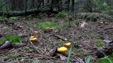 Cantharellus cibarius mantar ormanda