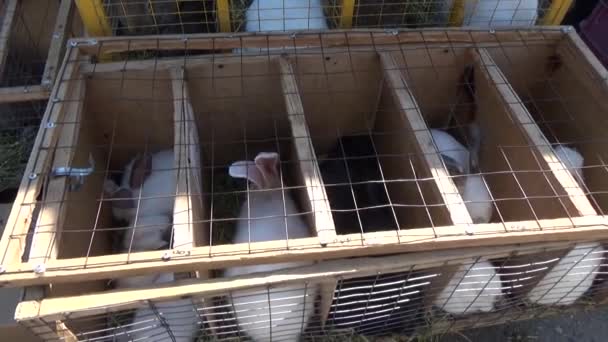 Кролики сидят в клетке — стоковое видео