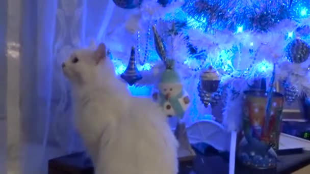Άσπρη γάτα κοντά το χριστουγεννιάτικο δέντρο — Αρχείο Βίντεο