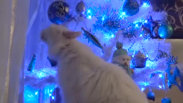 Weiße Katze reibt sich am Baum — Stockvideo