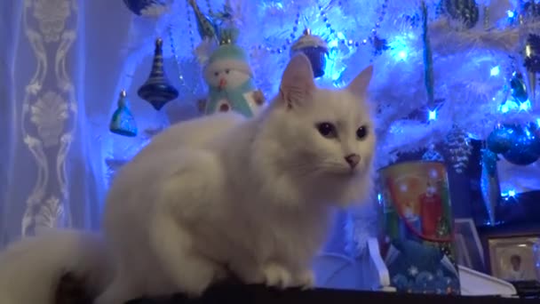 Weiße Katze sitzt neben Weihnachtsbaum — Stockvideo