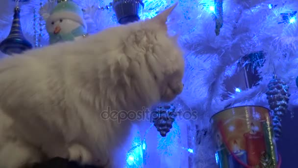 Лицо кота перед деревом — стоковое видео