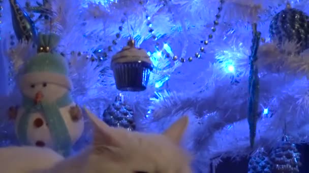 흰색 고양이 나무 아래에서 휴식 — 비디오