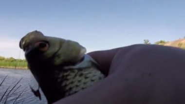 Balıkçı bir Rudd yakaladı