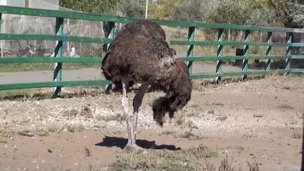 The ostrich hiding its head — Stock Video