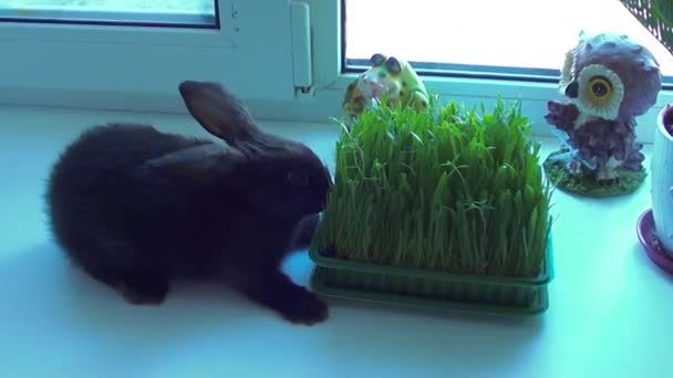 Pequeño conejo come hierba — Vídeos de Stock