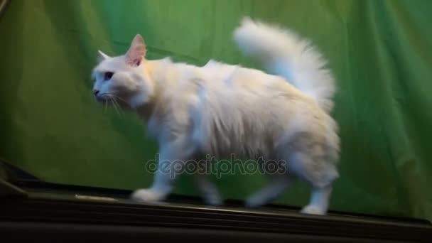 Gato blanco practicando en la pista — Vídeos de Stock