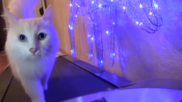 Witte kat in de oprit met de lichten — Stockvideo