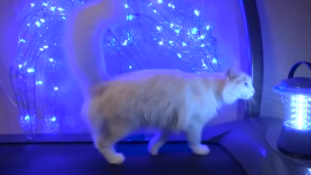 Die Katze in der Einfahrt mit den Lichtern — Stockvideo